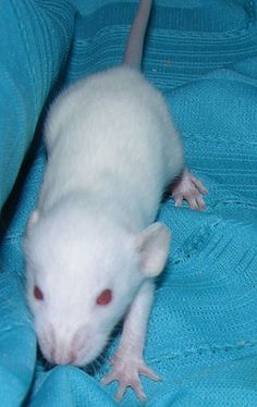 a white rat sitting on top of a blue blanket