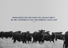 a herd of cattle standing on top of a grass covered field next to a sky background