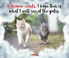 two cats walking down a path with the caption if heaven exits, i hope this is what i will see at the gates