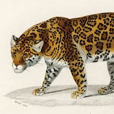 a drawing of a leopard walking on the ground