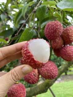 a person holding up a piece of fruit on a tree