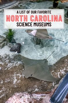 a manta ray in the water with text overlay that reads, a list of our favorite north carolina science museum