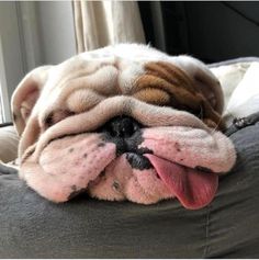 a dog laying on top of a bed with its tongue hanging out and it's eyes open