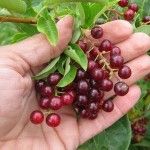 a person holding berries in their hands on a tree branch with green leaves and red berries