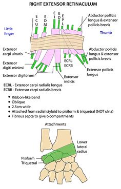 Instant Anatomy - Upper Limb - Areas/Organs - Forearm - Posterior Extensor retinaculum Upper Extremity Anatomy, Hip Precautions, Muscular System Anatomy, Sports Massage Therapy