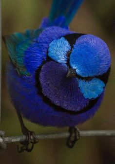 a blue and black bird sitting on top of a branch