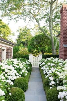 the garden is lined with white flowers and hedges