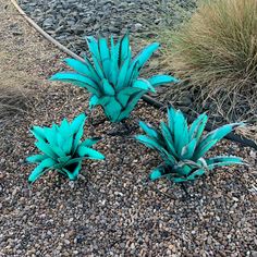 three blue flowers sitting on top of a gravel ground