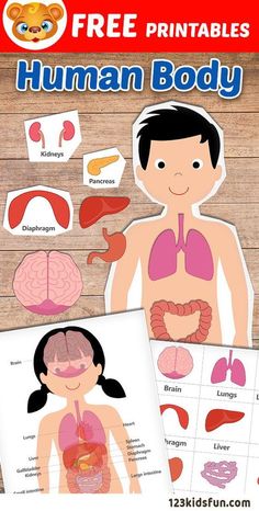 the human body and organs are shown in this free printable activity book for kids