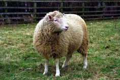 a sheep standing on top of a lush green field next to a wooden fence and grass covered ground