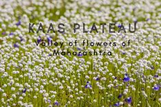 the words kaasplateau valley of flowers of mahadasria in front of a field of wildflowers