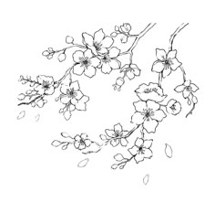 an ink drawing of flowers on a white background