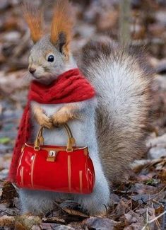 a squirrel is holding a red purse in its paws