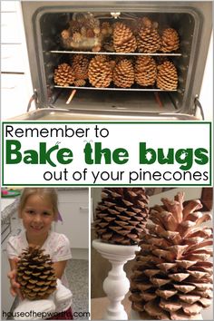 pine cones in an oven with the words, remember to bake the bugs out of your pinecones