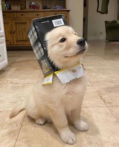 a small dog wearing a box on its head