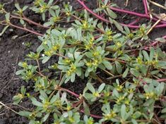 small green plants growing out of the ground in an area with dirt and grass on it