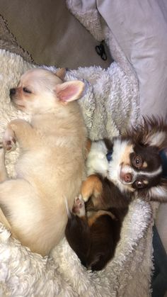 two puppies are curled up in a blanket