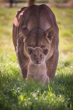 a lion and its cub walking through the grass in front of a large animal that is looking at the camera