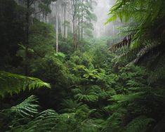 a forest filled with lots of green plants and trees in the foggy day time