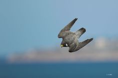 a bird flying over the ocean with it's wings spread