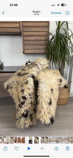 the fur is laying on the floor next to a potted plant