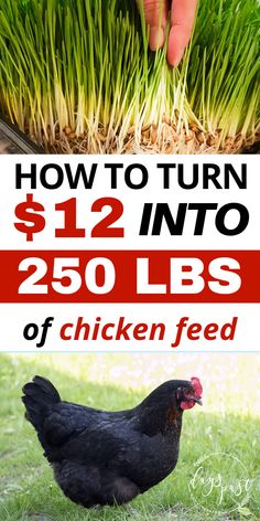 a chicken is standing in the grass with text overlay that reads how to turn $ 12 into 250lbs of chicken feed