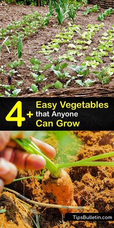 the four easy vegetables that anyone can grow