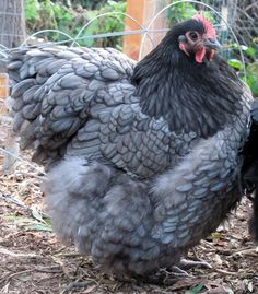 a black and gray chicken standing in the dirt