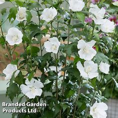 some white flowers are growing in a pot