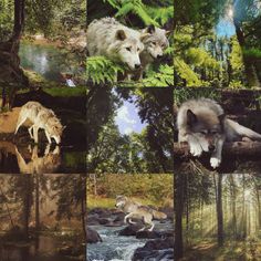 several pictures of wolfs in the woods with water and trees, one is looking at something