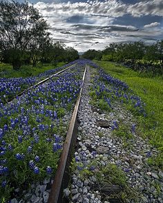 the train tracks are lined with blue flowers