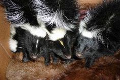 three black and white striped skunks sitting on top of a fur covered couch