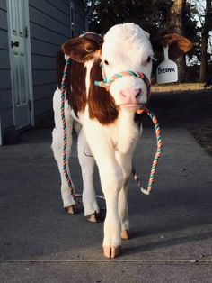 a brown and white cow with a rope tied around it's neck walking down a sidewalk