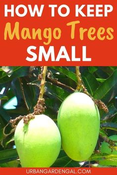 small mango tree Mango Tree In Pot, Mango Tree Backyard, Mango Trees Garden, Pruning Mango Tree, How To Grow Mango, Orchard Planning, Mango Tree From Seed