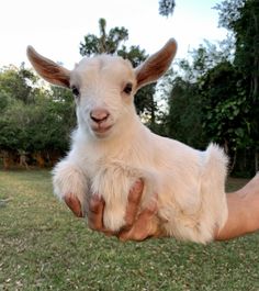 a baby goat is being held by someone's hand