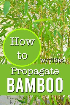 bamboo plants with the words how to video propagate bamboo