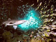 a large shark surrounded by small fish