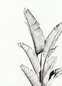 a black and white drawing of a banana tree