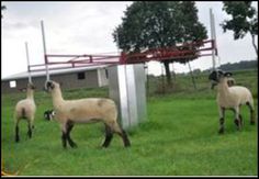 three sheep standing in the grass next to a building