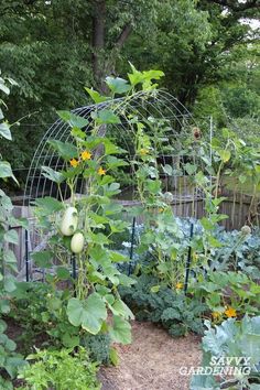 an outdoor garden with lots of plants and fruit growing on the planter's trellis