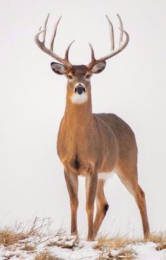 a deer standing on top of a snow covered hill with antlers in it's ears