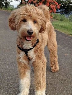 a small brown dog standing on top of a road