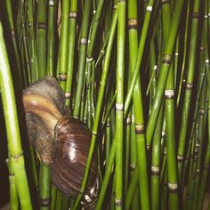 a snail is sitting on top of some green bamboo