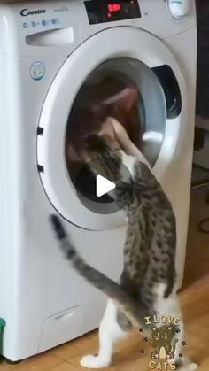 a cat standing on its hind legs in front of a washing machine