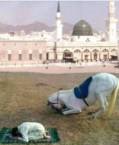 two horses are standing in front of a building and one horse is laying on the ground