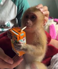 a baby monkey is holding a carton of milk while being fed by someone's hand