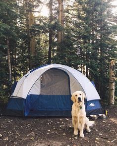 a dog is standing in front of a blue and white tent with trees behind it