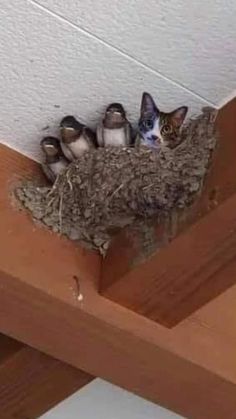 there is a cat that is sitting in a nest with little birds on the roof