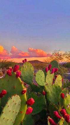 a cactus with red flowers in the foreground and pink clouds in the background at sunset