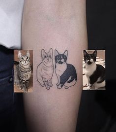 three different pictures of cats on the arm